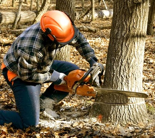 Tree Removal in Julian, WV